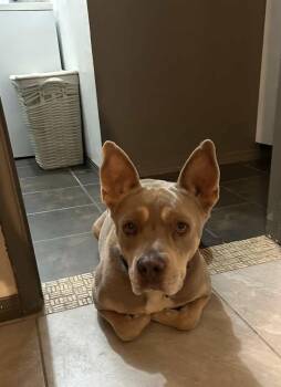 Rescue Pit Bull Terrier and Cattle Dog Dogs for Adoption in Cool, California - Dave | PetCurious