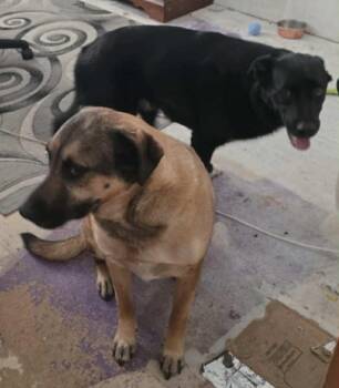 Rescue Mixed Breed Dogs for Adoption in Polson, Montana - Callahan - Courtesy Listing See Info | PetCurious
