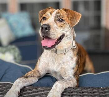 Kylo -  Pit Bull Terrier Dog for Adoption in North Richland Hills, Texas - Kylo | PetCurious