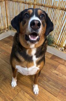 Jax -  Mixed Breed Dog for Adoption in Ocala, Florida - Jax | PetCurious