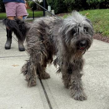 Kramer -  Standard Poodle and Terrier Dog for Adoption in Wake Forest, North Carolina - Kramer | PetCurious