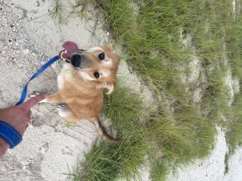 Scooby -  Golden Retriever and Australian Shepherd Dog for Adoption in Lakewood Ranch, Florida - Scooby | PetCurious