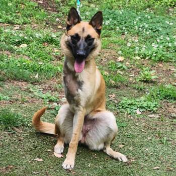 Justice 22700 -  Belgian Shepherd Malinois Dog for Adoption in Cumming, Georgia - Justice 22700 | PetCurious