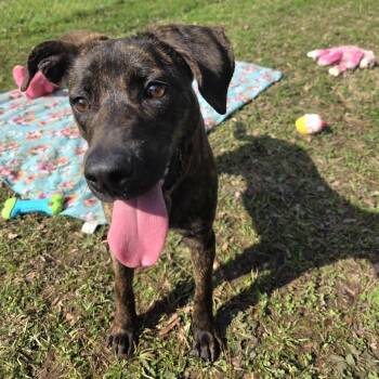 Mixed Breed Dogs Available for Adoption in Gadsden, Alabama - Brindy (SPONSORED) | PetCurious