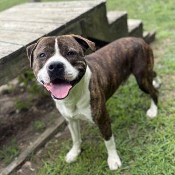 Minecraft -  Pit Bull Terrier Dog for Adoption in Ridgely, Maryland - Minecraft | PetCurious