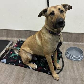 Anise -  Shepherd and Mixed Breed Dog for Adoption in Pasadena, California - Anise | PetCurious