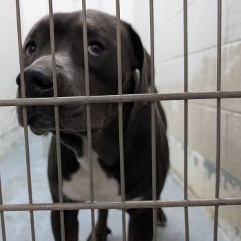 192199 LOOKING FOR OWNER -  Pit Bull Terrier Dog for Adoption in Ravenna, Ohio - 192199 LOOKING FOR OWNER | PetCurious