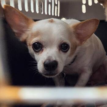 Roscoe -  Chihuahua Dog for Adoption in Chattanooga, Tennessee - Roscoe | PetCurious