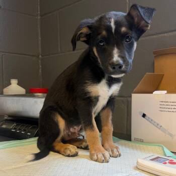 TUSC-Stray-85134_2 -  Terrier and Mixed Breed Dog for Adoption in Tuscaloosa, Alabama - TUSC-Stray-85134_2 | PetCurious