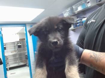 Rescue Husky and Mixed Breed Dogs for Adoption in Albuquerque, New Mexico - SPIDERMAN | PetCurious