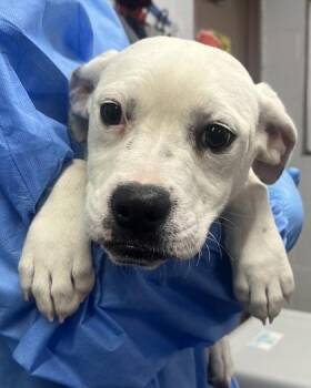Whitby -  Mixed Breed Dog for Adoption in Fort Worth, Texas - Whitby | PetCurious