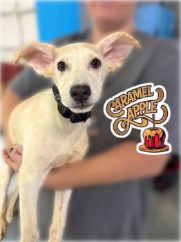 Rescue Husky Dogs for Adoption in Carson City, Nevada - Caramel Apple | PetCurious