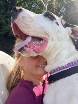 Domino -  Great Dane Dog for Adoption in Stamford, Connecticut - Domino | PetCurious