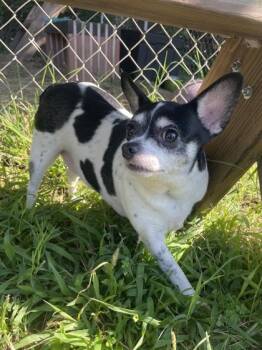 Moolissa -  Mixed Breed Dog for Adoption in Mishawaka, Indiana - Moolissa | PetCurious