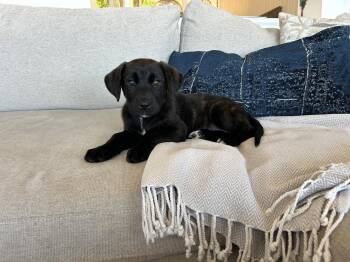 Shadow -  Labrador Retriever Dog for Adoption in San Diego, California - Shadow | PetCurious