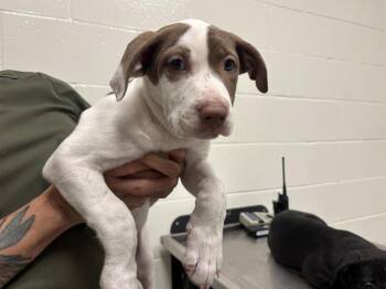 KERRI -  Pit Bull Terrier Dog for Adoption in Auburn, California - KERRI | PetCurious