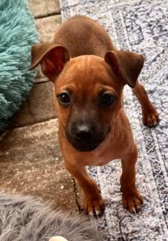 Po-Tiny Chi Puppy! -  Chihuahua Dog for Adoption in Fort Myers, Florida - Po-Tiny Chi Puppy! | PetCurious