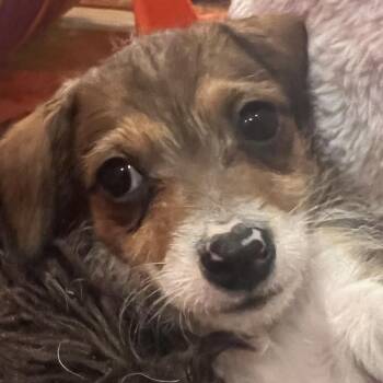 Chihuahua Dogs Available for Adoption - Tri State Pup: Sonja | PetCurious