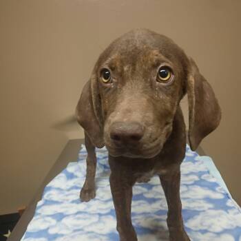 Sweetie Belle -  Chocolate Labrador Retriever Dog for Adoption in Stilwell, Oklahoma - Sweetie Belle | PetCurious