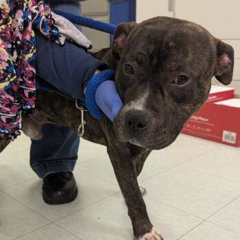Mixed Breed Dogs Available for Adoption in Philadelphia, Pennsylvania - Gutsy | PetCurious
