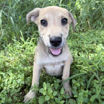 Indy -  Labrador Retriever and Shepherd Dog for Adoption in Harlingen, Texas - Indy | PetCurious