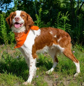 Barker -  Brittany Spaniel Dog for Adoption in Cheboygan, Michigan - Barker | PetCurious