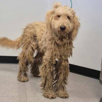 Marek 26-09-021 -  Standard Poodle Dog for Adoption in Bastrop, Texas - Marek 26-09-021 | PetCurious