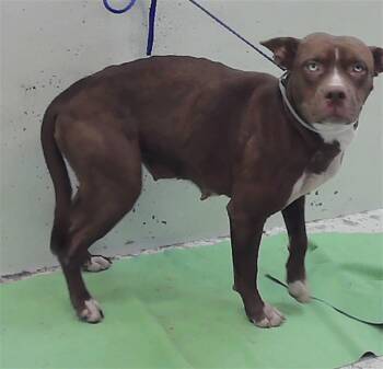 A2083797 -  Staffordshire Bull Terrier and Mixed Breed Dog for Adoption in Houston, Texas - A2083797 | PetCurious