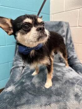 Master Shifu -  Chihuahua and Mixed Breed Dog for Adoption in Seagoville, Texas - Master Shifu | PetCurious