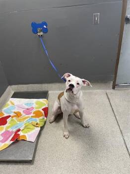 WINTER -  American Bulldog and Mixed Breed Dog for Adoption in Tallahassee, Florida - WINTER | PetCurious