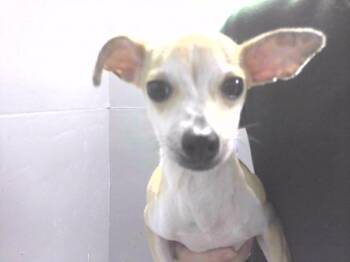 MIKEY -  Chihuahua and Mixed Breed Dog for Adoption in Tallahassee, Florida - MIKEY | PetCurious