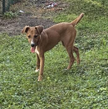 Twilight -  Whippet Dog for Adoption in South Bend, Indiana - Twilight | PetCurious