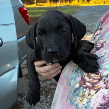 Noir -  Labrador Retriever and Mixed Breed Dog for Adoption in Wadena, Minnesota - Noir | PetCurious