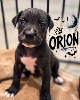 Orion -  Golden Retriever and Black Labrador Retriever Dog for Adoption in Grand Bay, Alabama - Orion | PetCurious
