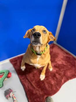 Thaddeus -  Hound Dog for Adoption in Kalamazoo, Michigan - Thaddeus | PetCurious
