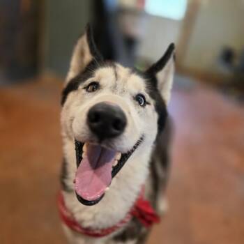 Husky Dogs Available for Adoption in Glenfield, New York - Rey | PetCurious