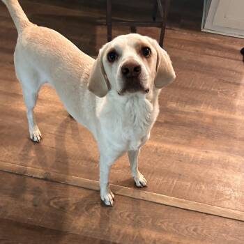 Beagle and Labrador Retriever Dogs Available for Adoption in Conroe, Texas - Richie | PetCurious