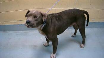 Rescue Pit Bull Terrier and Mixed Breed Dogs for Adoption in Tulsa, Oklahoma - THOMAS | PetCurious