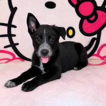 Lina -  Australian Cattle Dog Blue Heeler Dog for Adoption in Tucson, Arizona - Lina | PetCurious