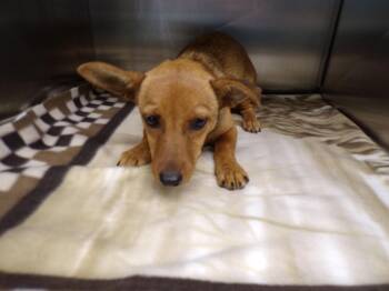 Rescue Chihuahua and Terrier Dogs for Adoption in Snyder, Texas - Coco | PetCurious