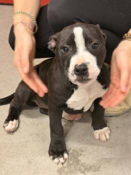 Mixed Breed Dogs Available for Adoption in West Chester, Pennsylvania - Demo | PetCurious