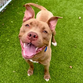 Mixed Breed Dogs Available for Adoption in Binghamton, New York - Taz | PetCurious