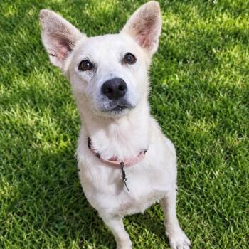 Dolly -  Mixed Breed Dog for Adoption in Buffalo, Minnesota - Dolly | PetCurious