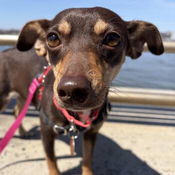 Chihuahua and Dachshund Dogs Available for Adoption - Penny | PetCurious