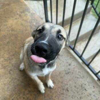 Shepherd Dogs Available for Adoption in Austin, Texas - Teine ML | PetCurious