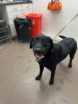 Rescue Labrador Retriever and Mixed Breed Dogs for Adoption in South Bend, Indiana - Goofy | PetCurious