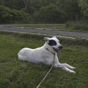 Retriever Dogs Available for Adoption in New York, New York - Molly | PetCurious