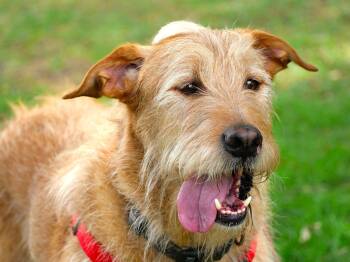 Yogi -  Wirehaired Pointing Griffon and German Wirehaired Pointer Dog for Adoption in Boulder, Colorado - Yogi | PetCurious