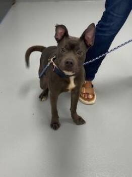 RABBIT -  Mixed Breed Dog for Adoption in St. Cloud, Florida - RABBIT | PetCurious