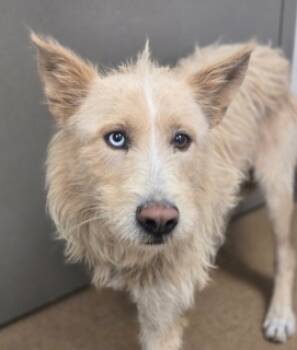 Rescue Terrier and Siberian Husky Dogs for Adoption in Apple Valley, California - Bart | PetCurious